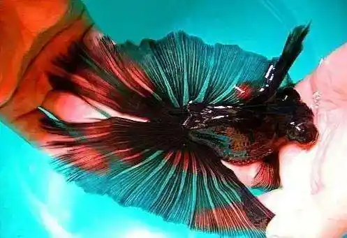 又是一种让人入坑又极其难养的国粹传奇金鱼——蝶尾