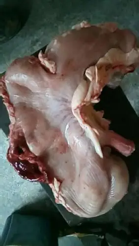 今天老家宰年猪 取得猪砂肚一只,目前出售,可以私信我!需要从速!