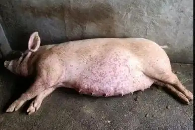 1,蚊虫叮咬:采用各种方式驱蚊,降低猪舍内的蚊子密度.