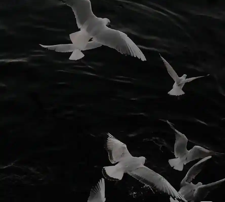 向往自由#氛围感 #丧 #壁纸潮图 #白鸽 #黑白 #朋友圈 - 抖音