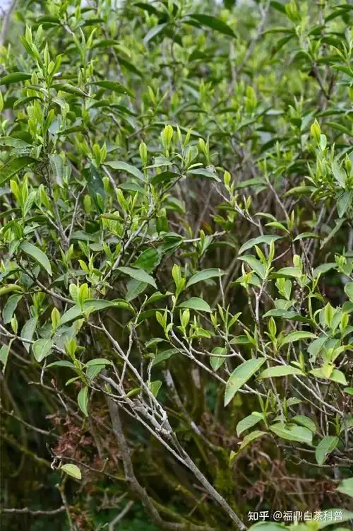 很多茶友都没有见过福鼎白茶树,误认为白茶树是真正的大树.