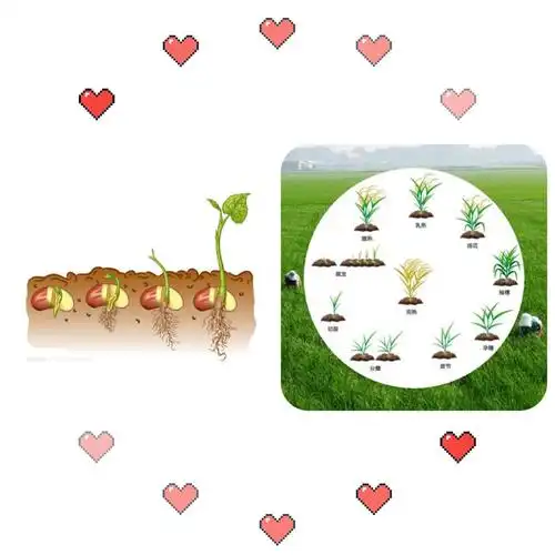 《水稻的生长过程》 《种子发芽的过程》.