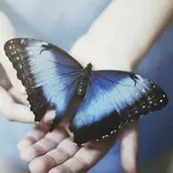 好看的唯美蝴蝶头像图片我们在现实生活中很难见到的各种蝴蝶