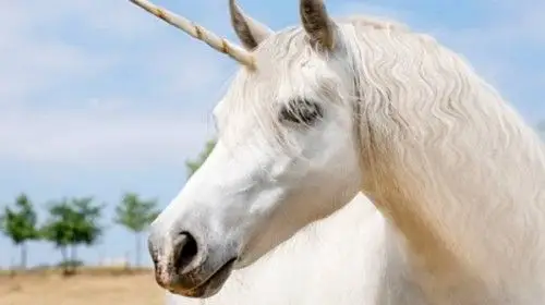 独角兽真的存在吗独角兽的十大来历和传说