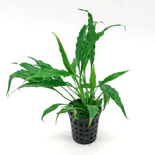 大小新款水榕巴榕迷你尖叶辣椒水族箱活体水草造景