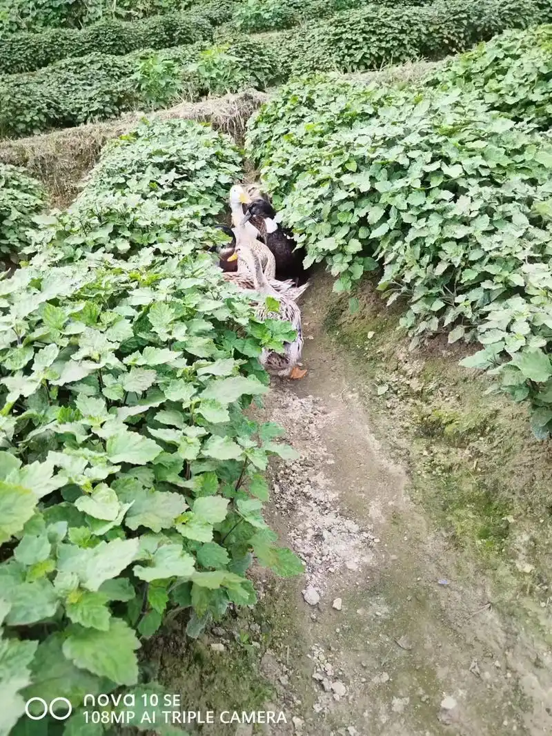 藿香 今年的藿香叶子暂时14块一公斤,藿香苗7块一公斤,还 - 抖音