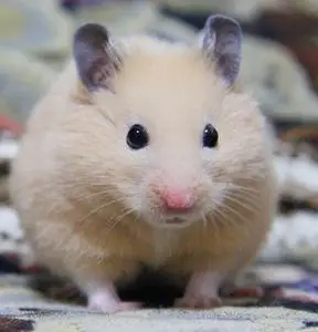 米熊仓鼠活体金丝熊活体金丝熊笼子仓鼠活体金丝熊奶牛活体包邮