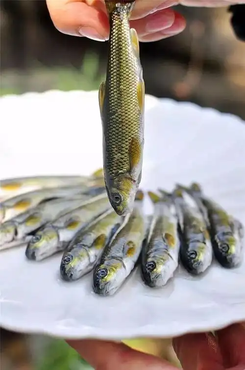 淡水食用鱼品种大全图片(能吃的名贵鱼) 3