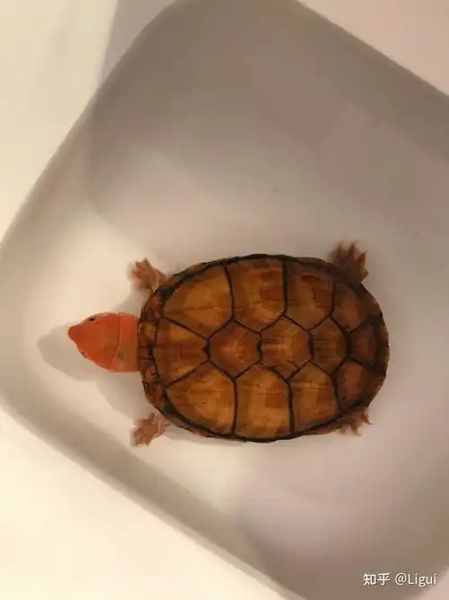 红面蛋龟红面泥龟的饲养方式