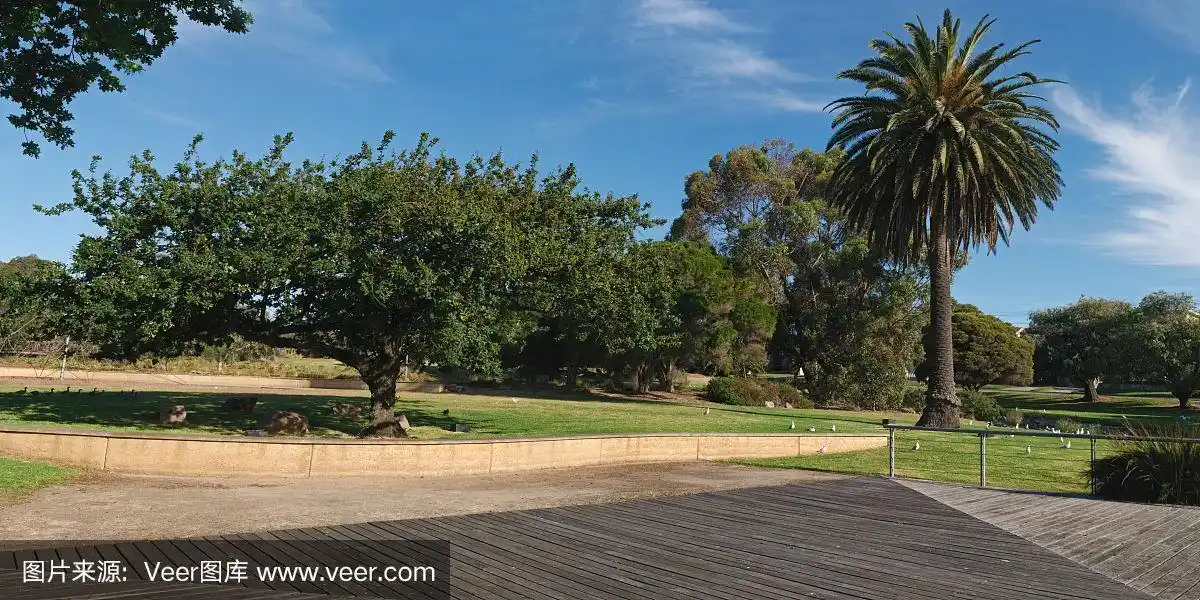 橡树和棕榈树全景图