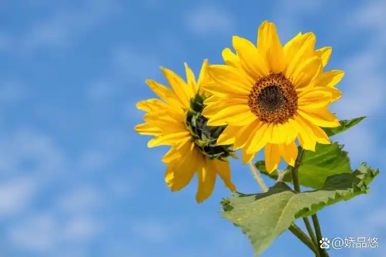 看到一句话关于向日葵的句子 很美 向日葵有个很好的花语:"入目无他人