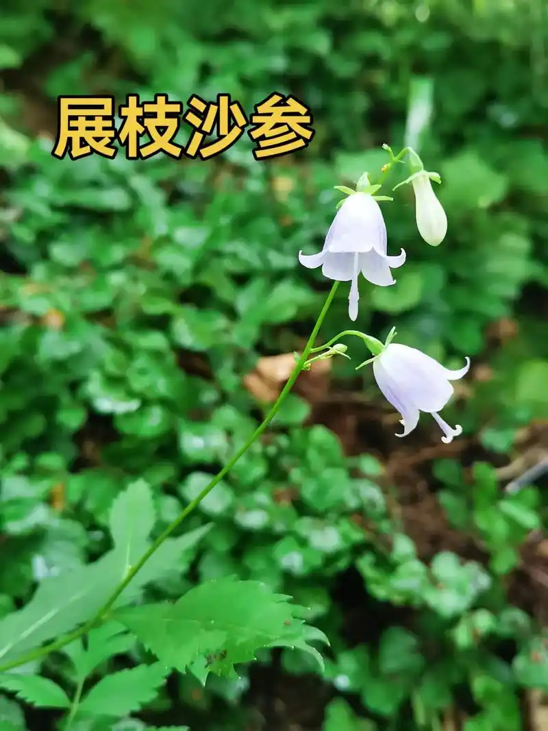 展枝沙参(四叶菜)桔梗科沙参属多年生草本.早春幼苗可食用.  - 抖音