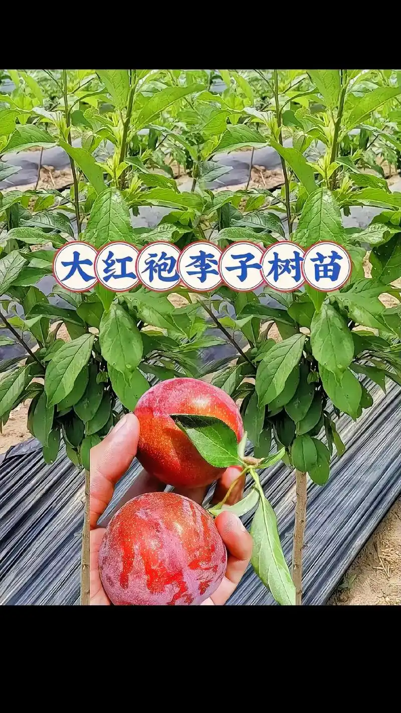 果实累累脆甜多汁树势强健适应性较强抗寒抗旱大红袍李子树苗