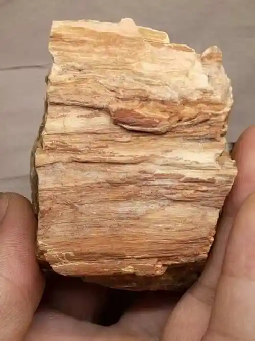 天然树化玉原石有裂人无横材不富可以做一小摆