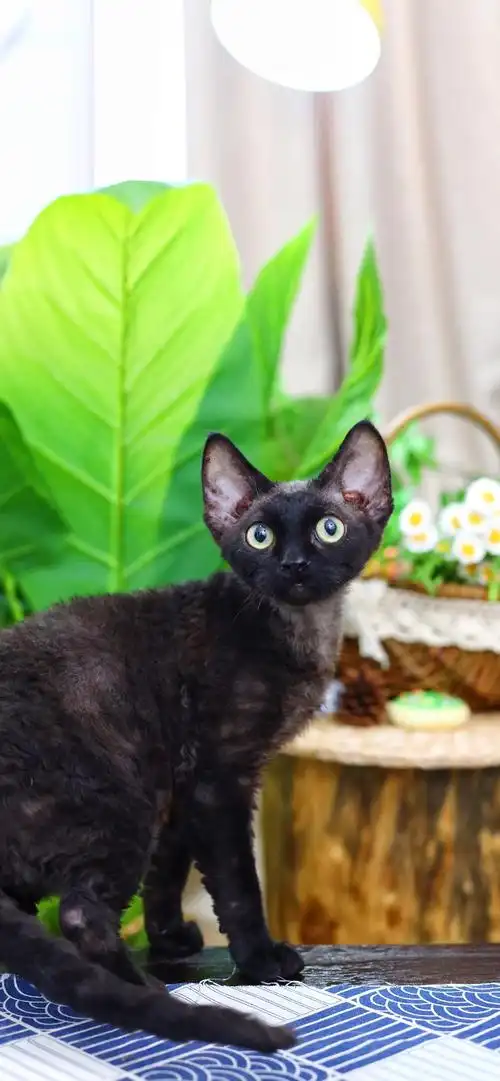 德文猫价格,德文猫多少钱一只