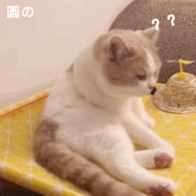 问号(猫咪动图表情包) - 可爱的猫咪动图表情包