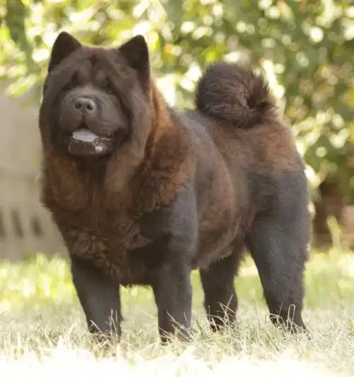 欧洲进口黑色短毛松狮男孩回国倒计时05