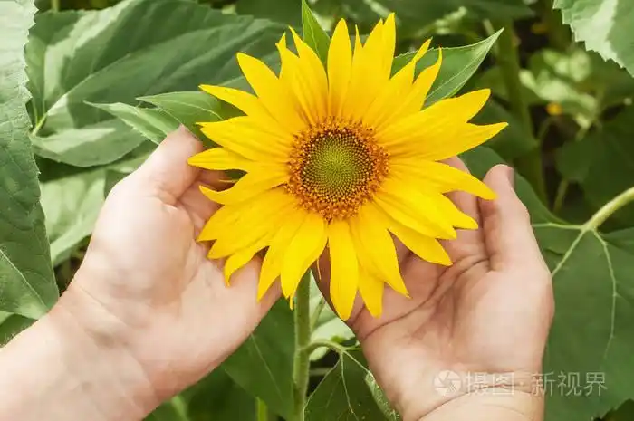 两只手捧着向日葵.女性手和明亮的向日葵