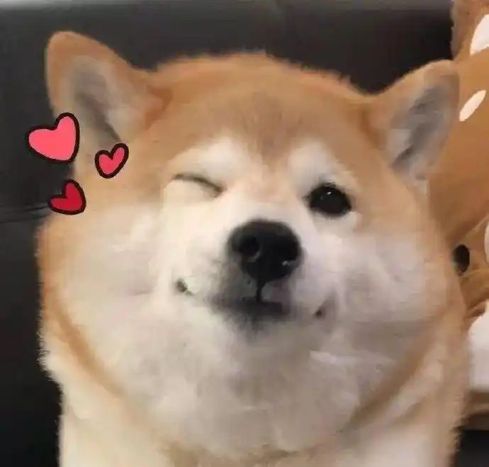 网上也盛传着很多柴犬的搞笑图片,试问有谁能拒绝这样的小可爱呢!