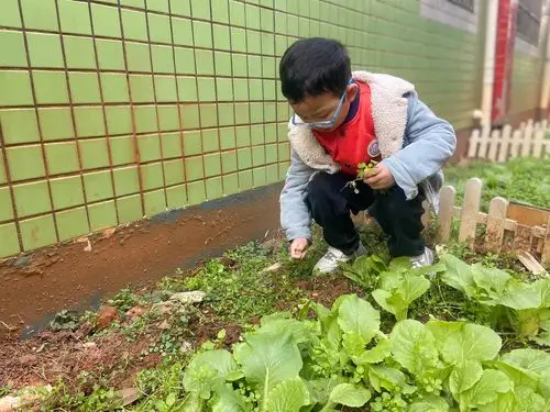 ds6班—菜园除草的一天