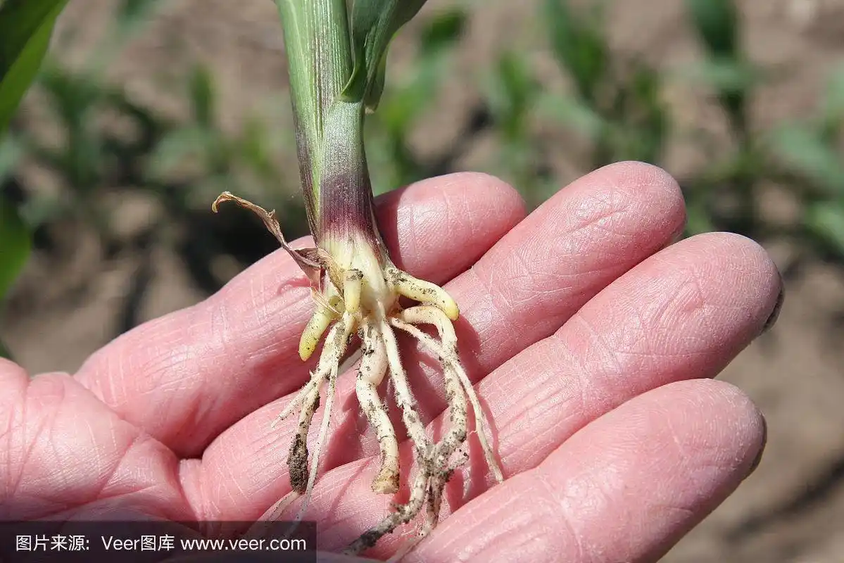 爱荷华州田间的小玉米根