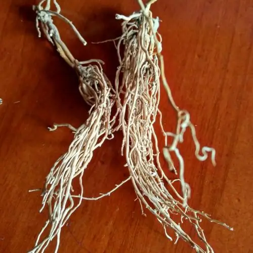 娃儿藤老公须白龙须七层楼根 风-湿-腰-痛健脾胃煲汤料