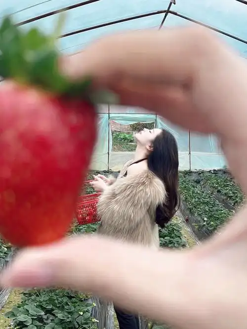 采草莓拍照姿势