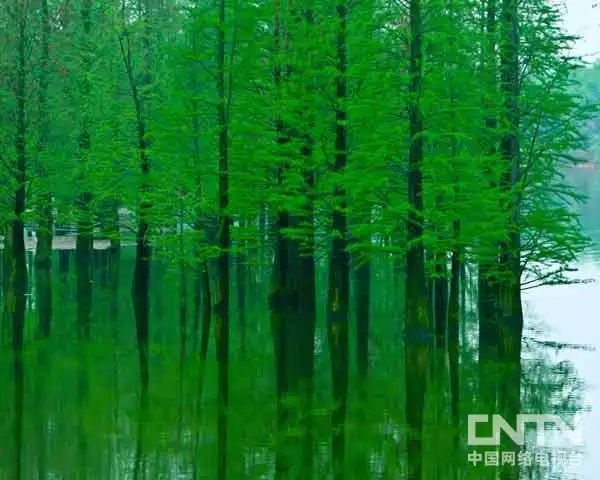 [摄影作品]作者:郑绍俊《水木清华》等