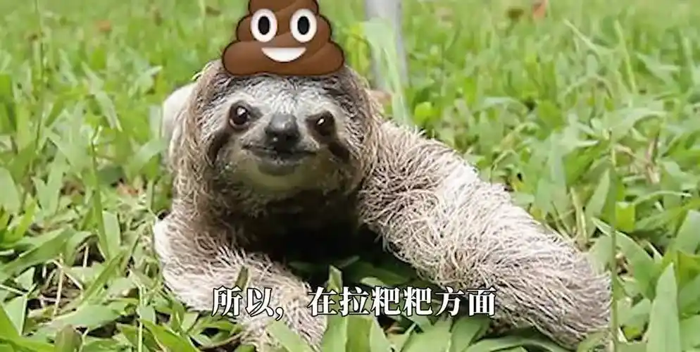 树懒一周只拉一次粑粑,粪便到底有多重?看完涨见识啦!