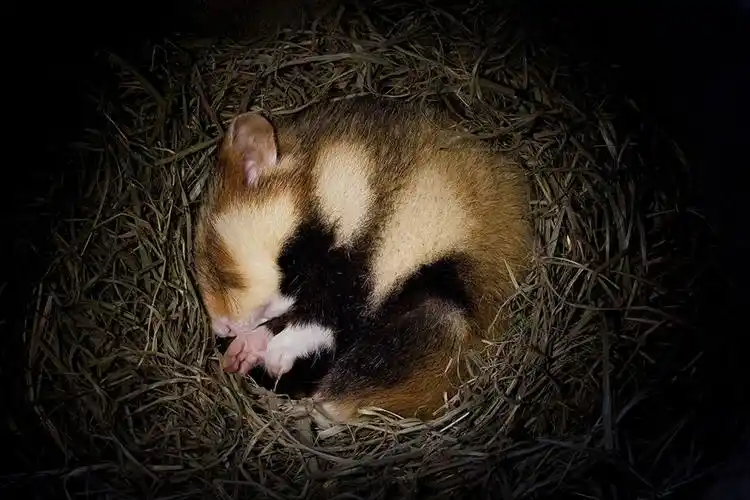 难得一见的动物冬眠写真!