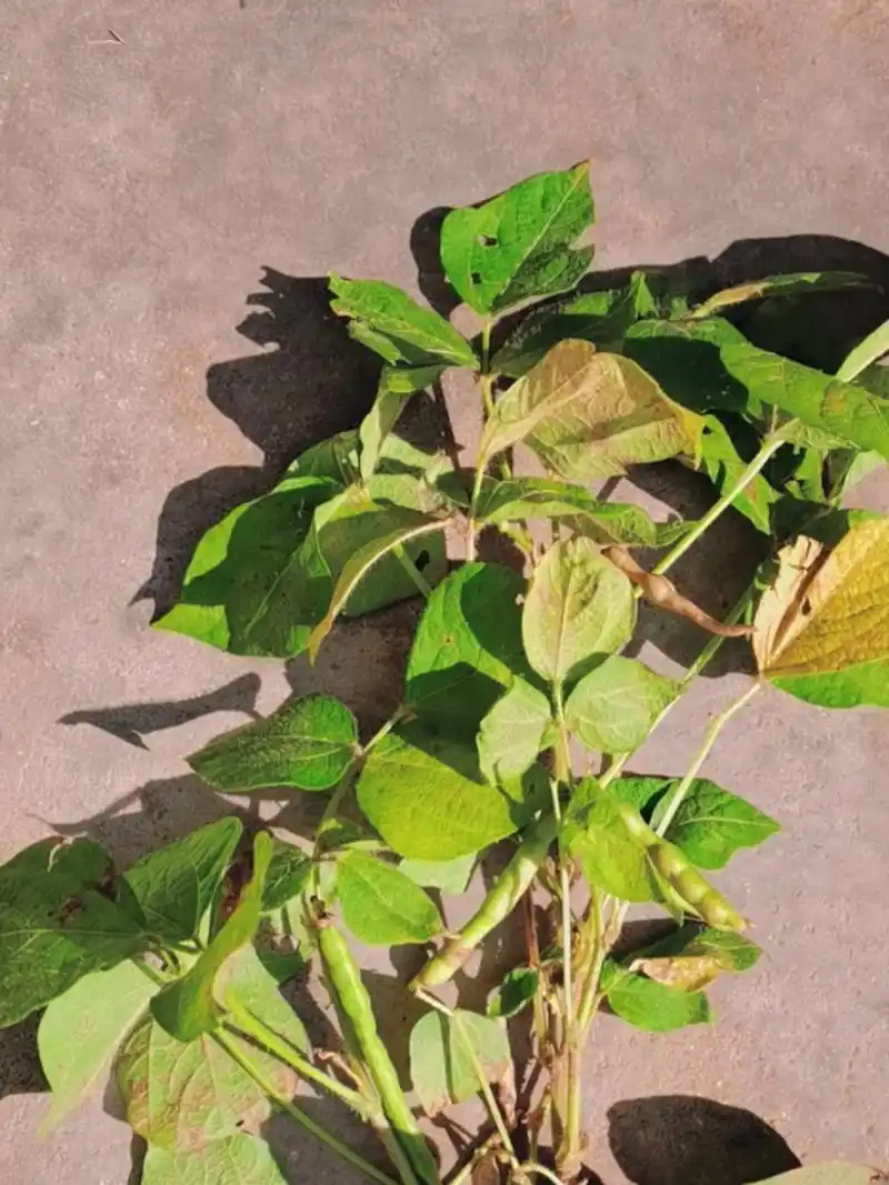 红豆苗见过吗[嘻嘻]