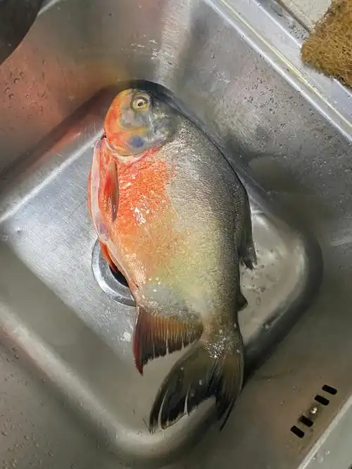 湛江加油 ,我们一起"湛"胜疫情#五花肉焖红鲳鱼封控的第五天,早上