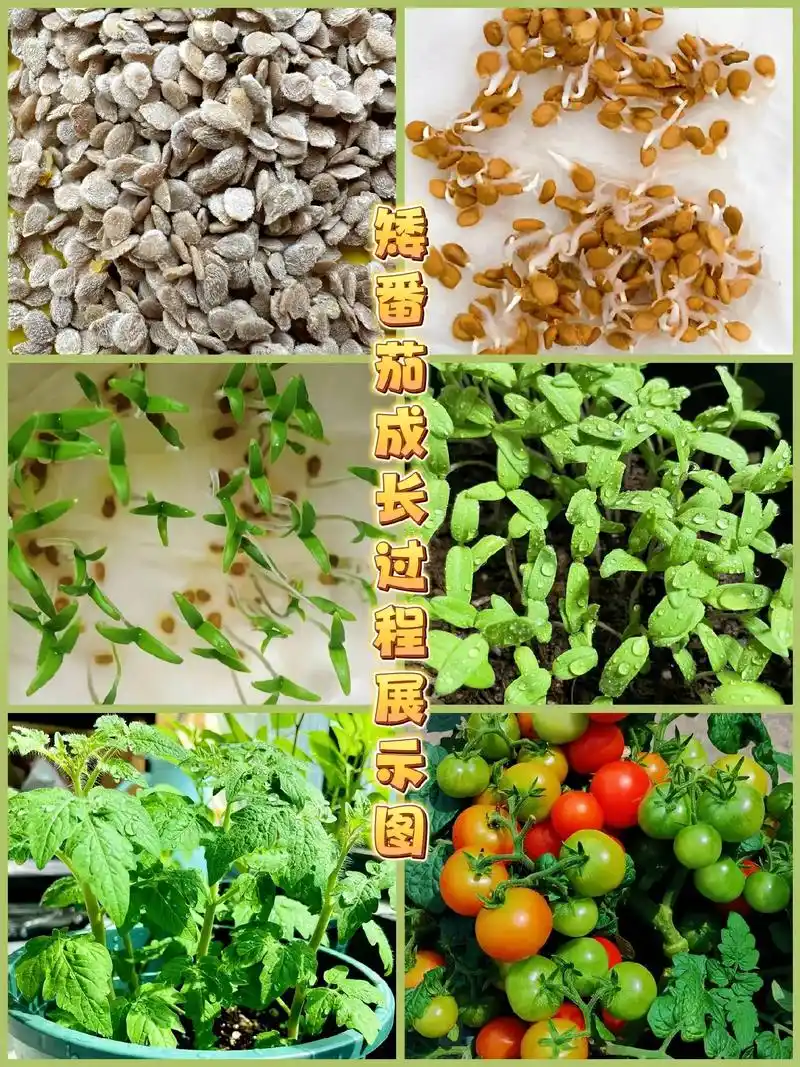 矮生盆栽番茄种子,这款小樱桃番茄种子不仅食用可口,还能观赏, - 抖音
