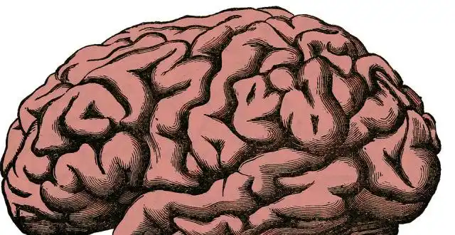 科学家挖出一颗2600年前的大脑,发现还活着,不可思议