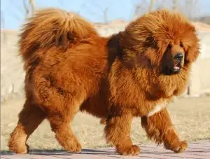 暴利崩盘之后无辜的生灵终将魂归何处