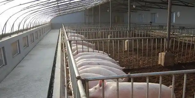 日光温室式养猪大棚可保证冬暖夏凉适合北方的全新养猪模式