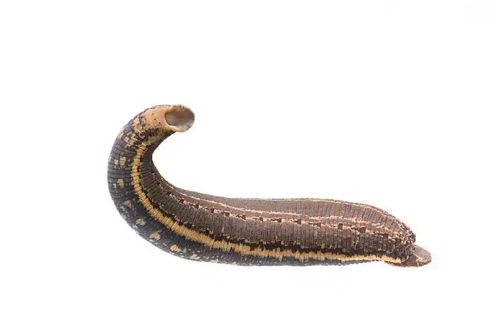 水蛭是什么动物(蚂蟥是一种什么动物)-七暖网