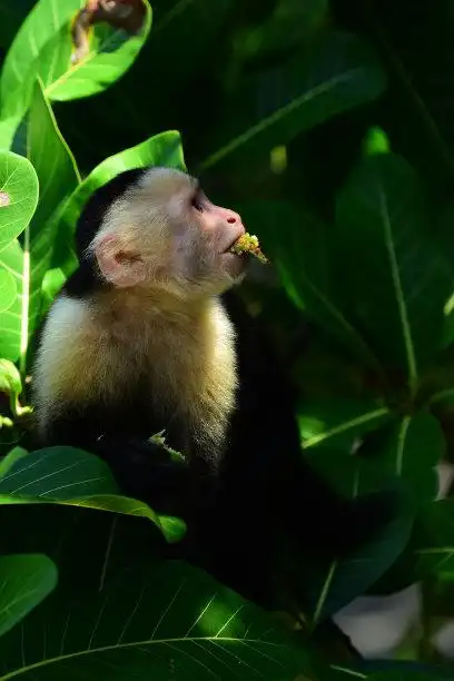 热带雨林 动物图片