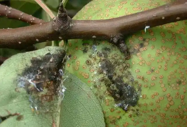 原创果树害虫梨木虱近几年越来越难防治果农如何对付