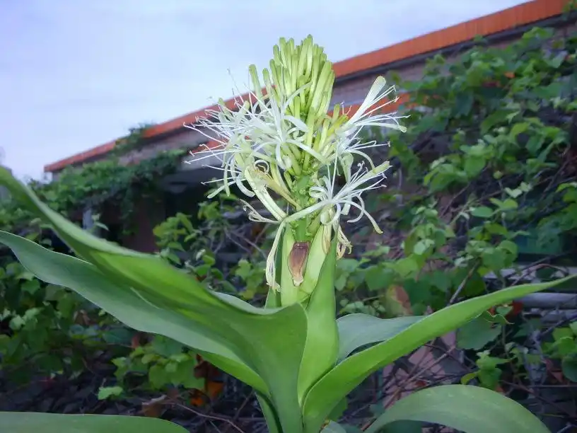 【幸运随手拍】 富贵竹开花全部美图20