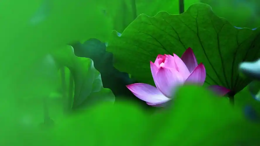 妩媚荷花图片电脑桌面壁纸下载