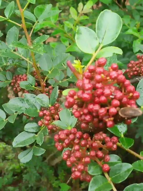 每年六,七月红花椒开使下树