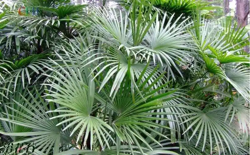 多裂棕竹 - 绿手指 - 养花技巧,花生病了怎么办,花园打理和设计