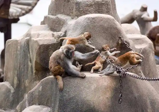 激动芜湖赭山动物园终于开放啦新添萌主驾到