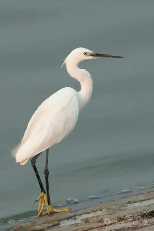 小白鹭 (白鹭鸳) 寻找食物