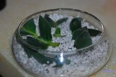 大岩桐复花记[转载]