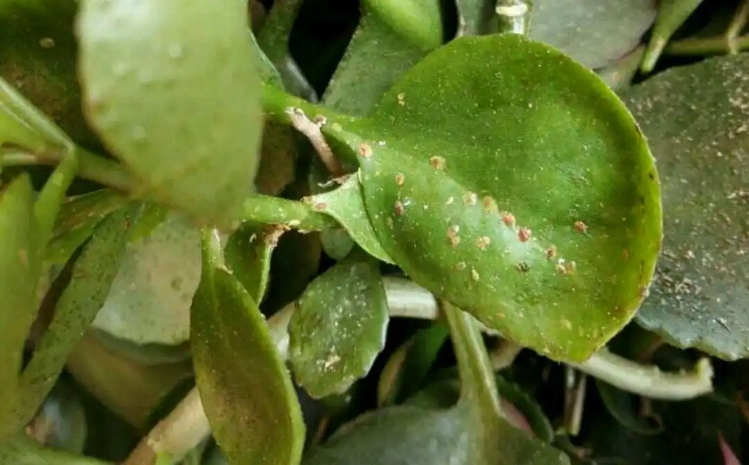 长寿花叶片上的褐色油脂状圆点也是蚧壳虫的一种