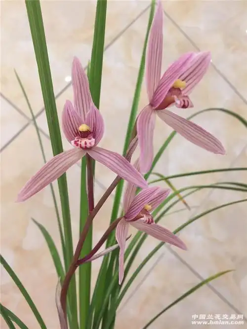 莲瓣兰映山红花期够长