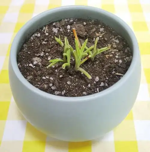 今日份惊喜吊兰开始发新芽了