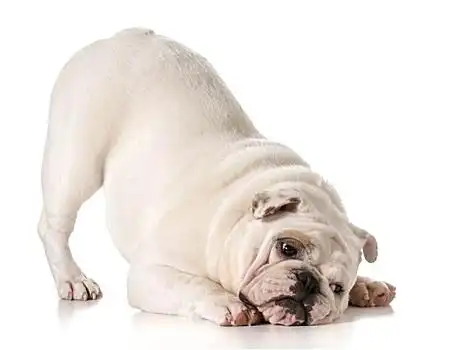 英国斗牛犬图片